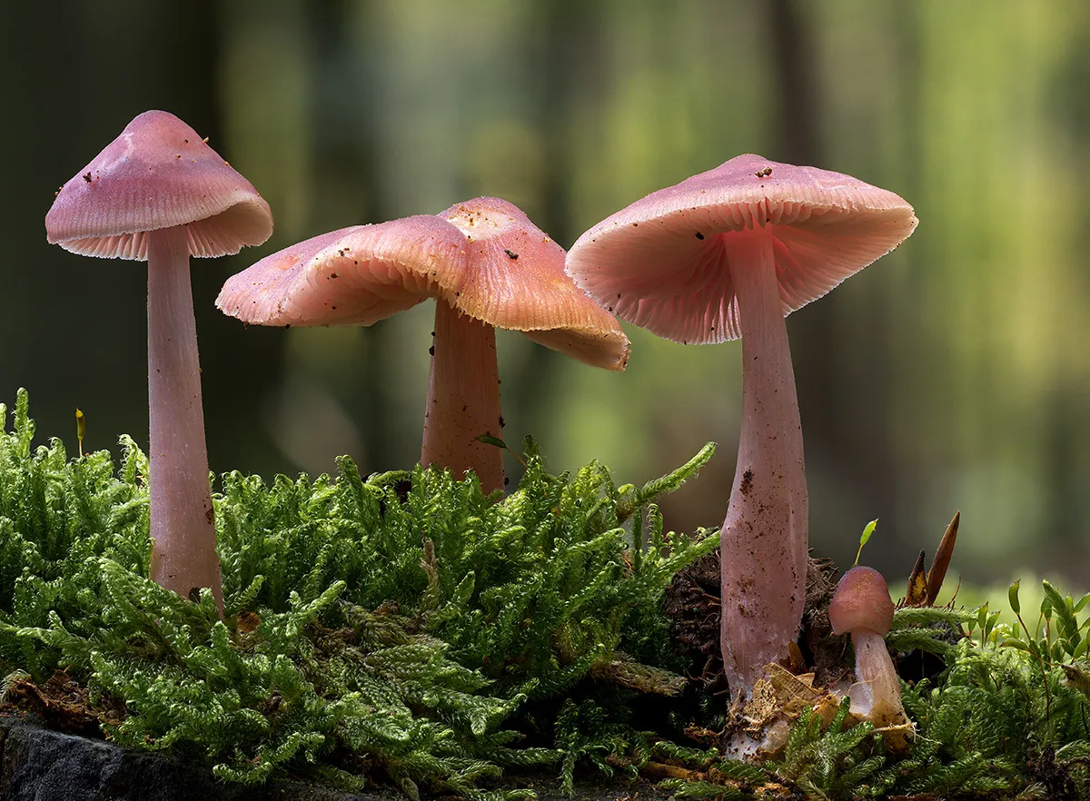 Mycena 2019 7