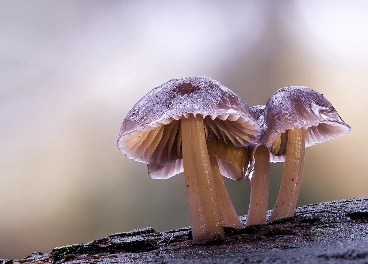 Mycena 2019 8