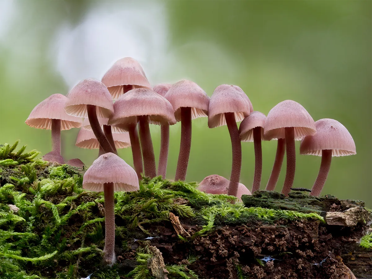Mycena 2023 1