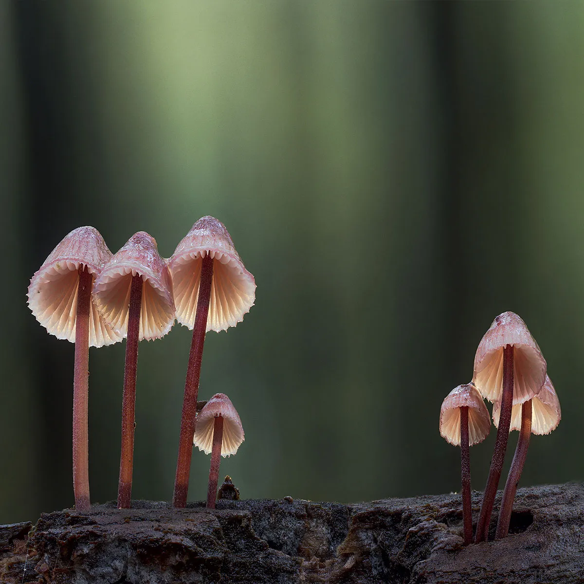 Mycena 2023 11