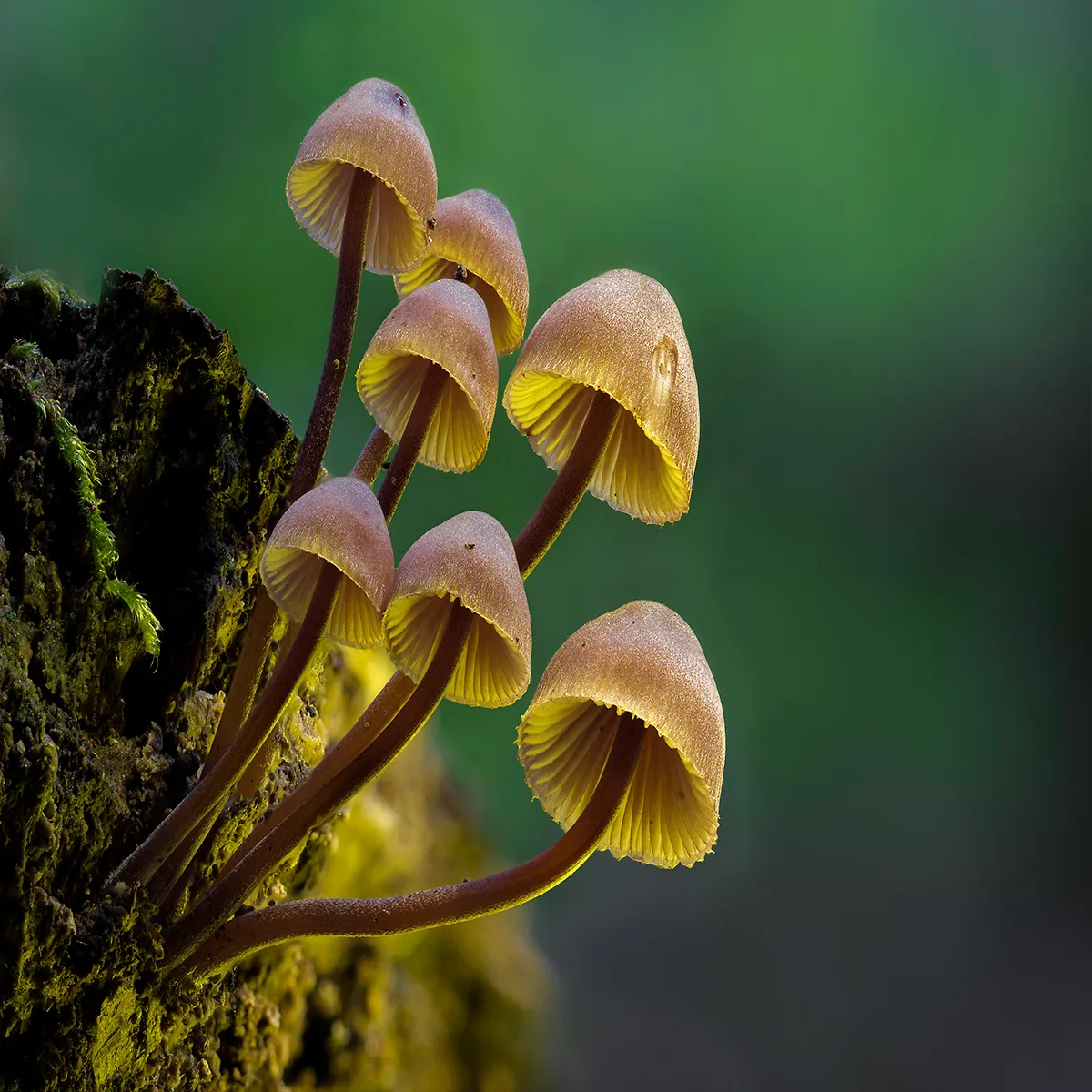 Mycena 2023 14