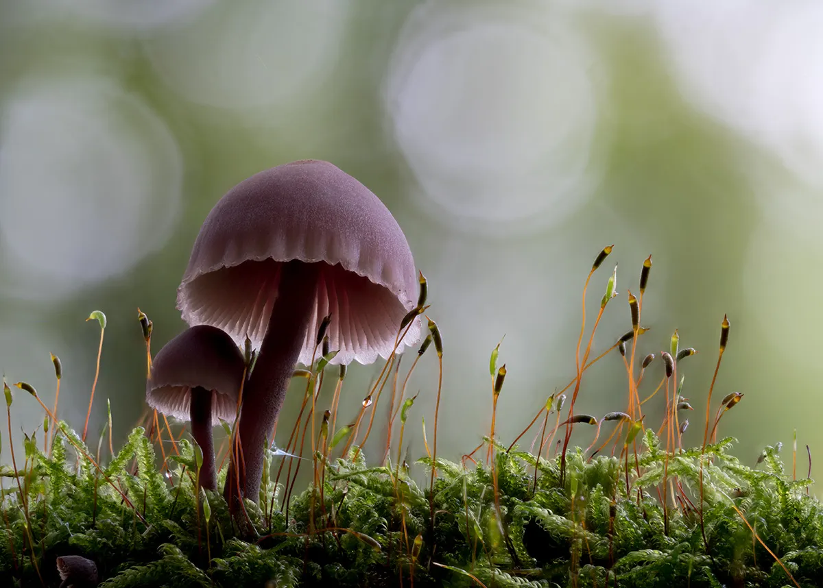 Mycena 2023 17