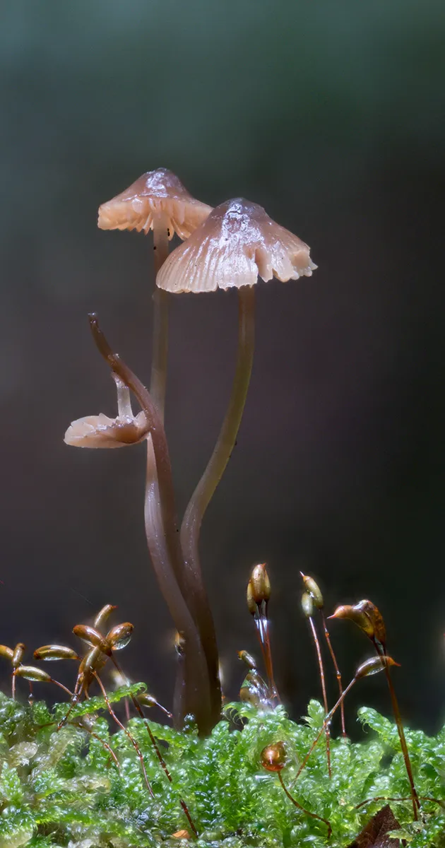 Mycena 2023 19
