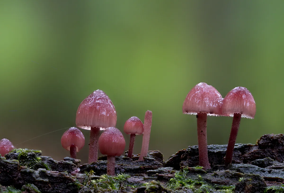 Mycena 2023 20