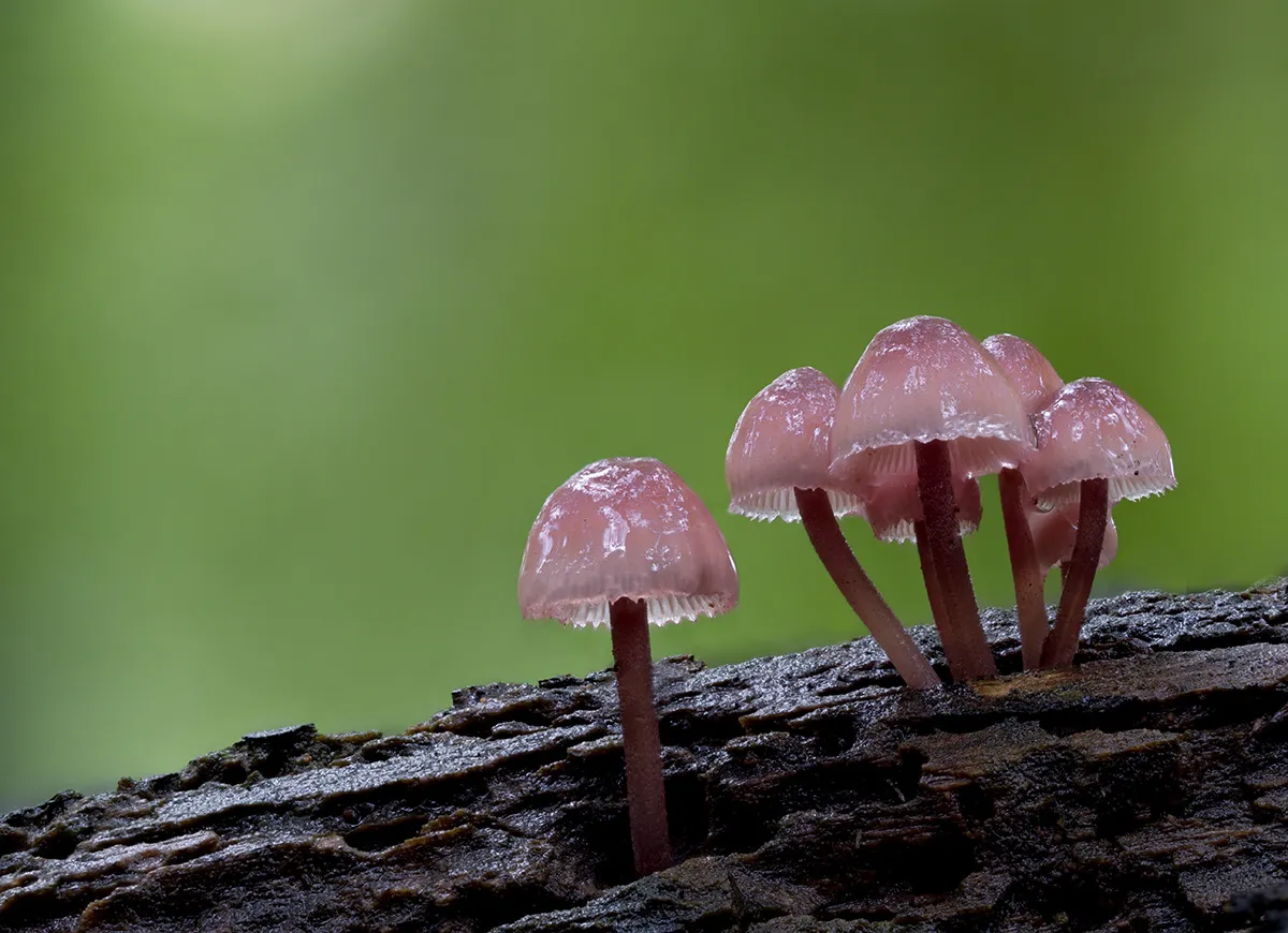 Mycena 2023 22