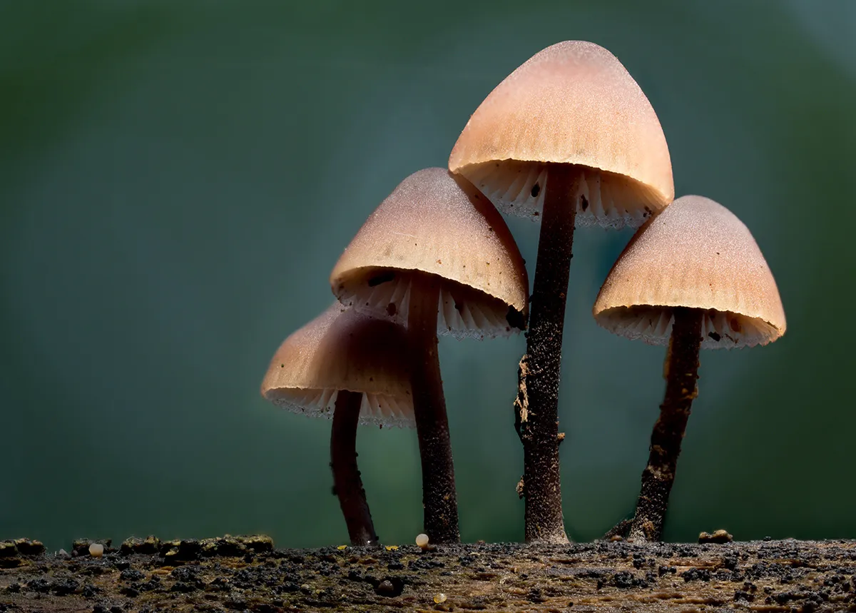 Mycena 2023 26