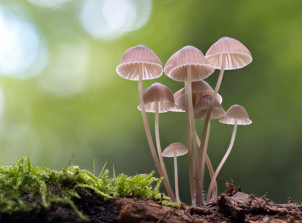 Mycena 2023 27