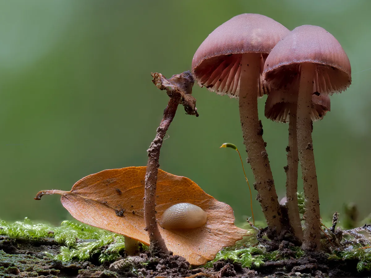 Mycena 2023 28