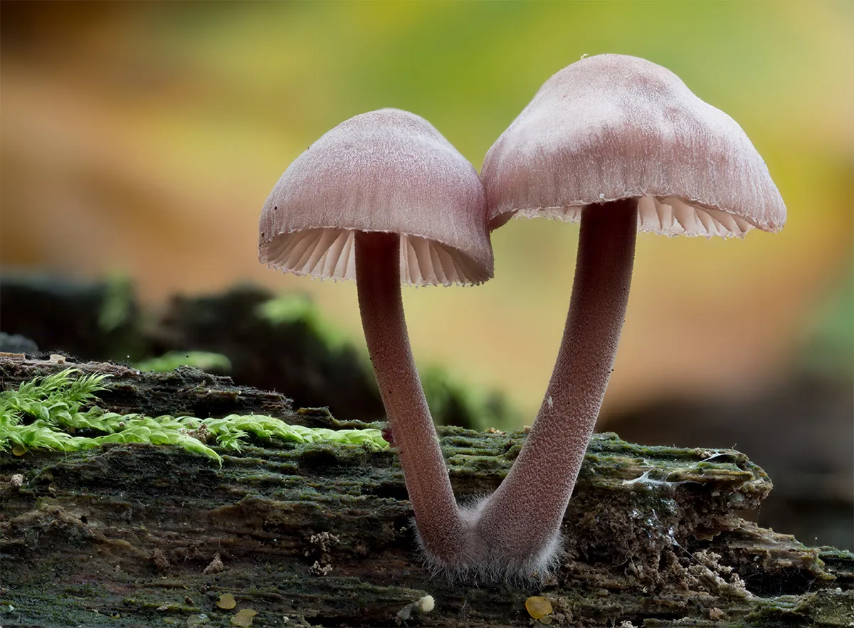 Mycena 2023 3