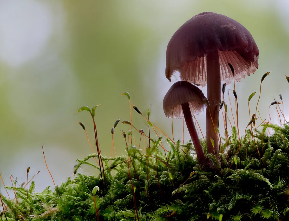 Mycena 2023 30