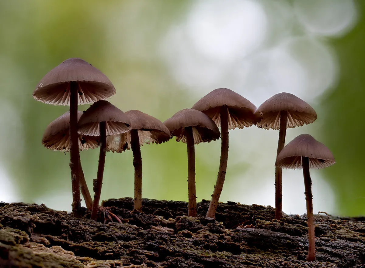 Mycena 2023 31