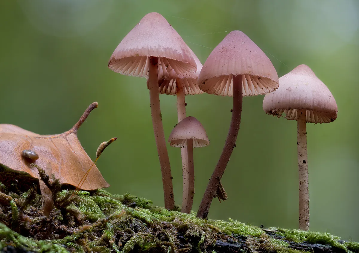 Mycena 2023 32