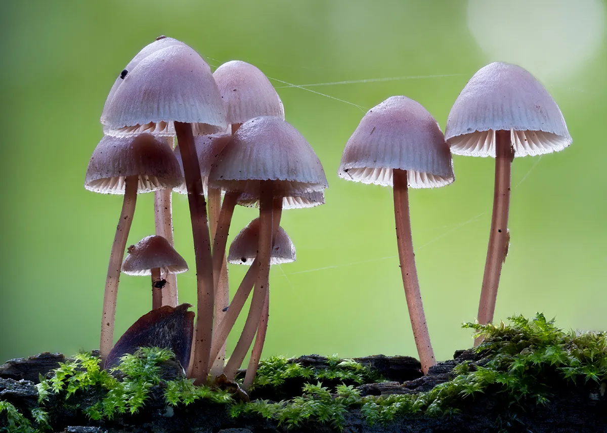 Mycena 2023 34
