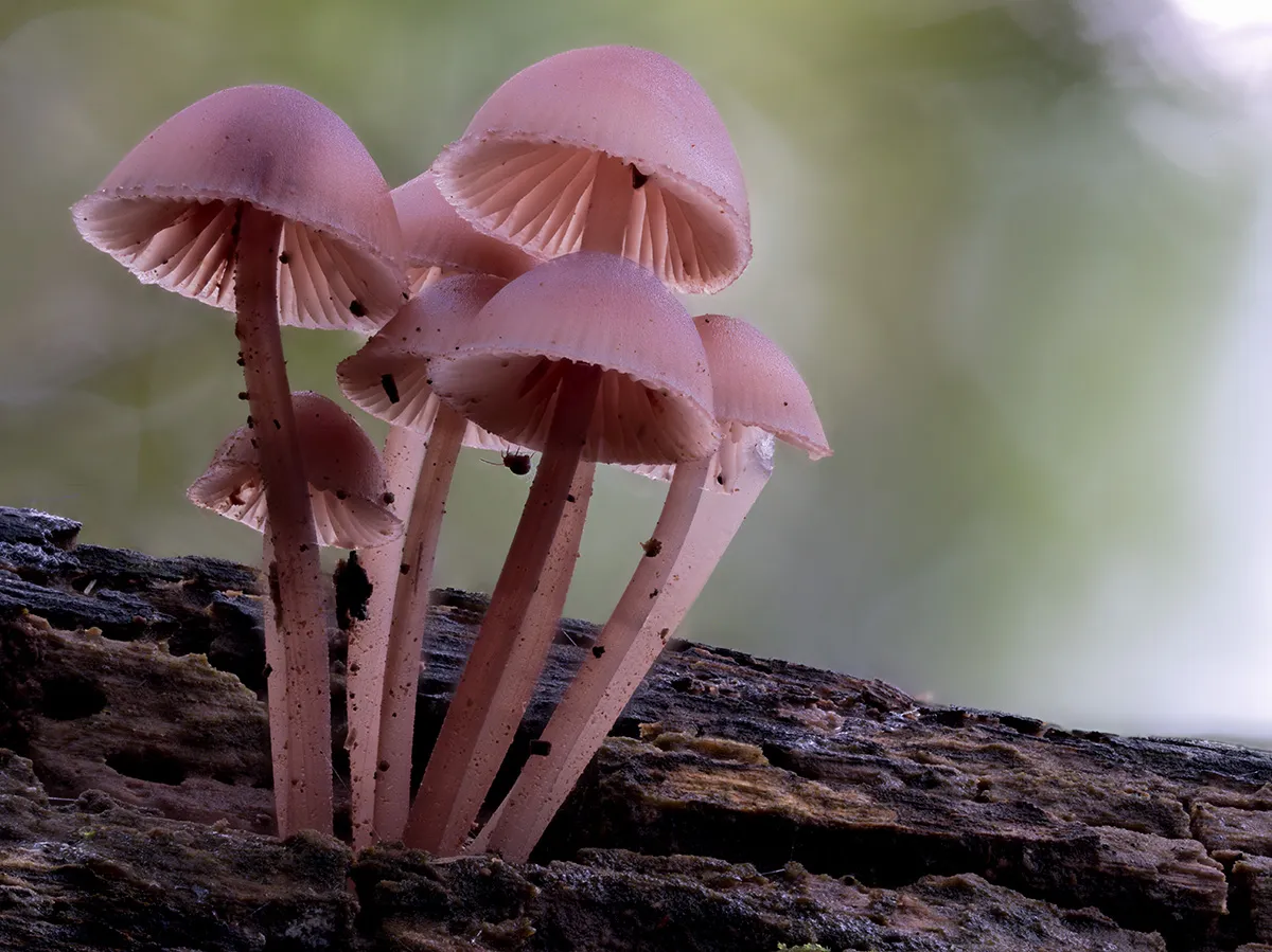 Mycena 2023 35