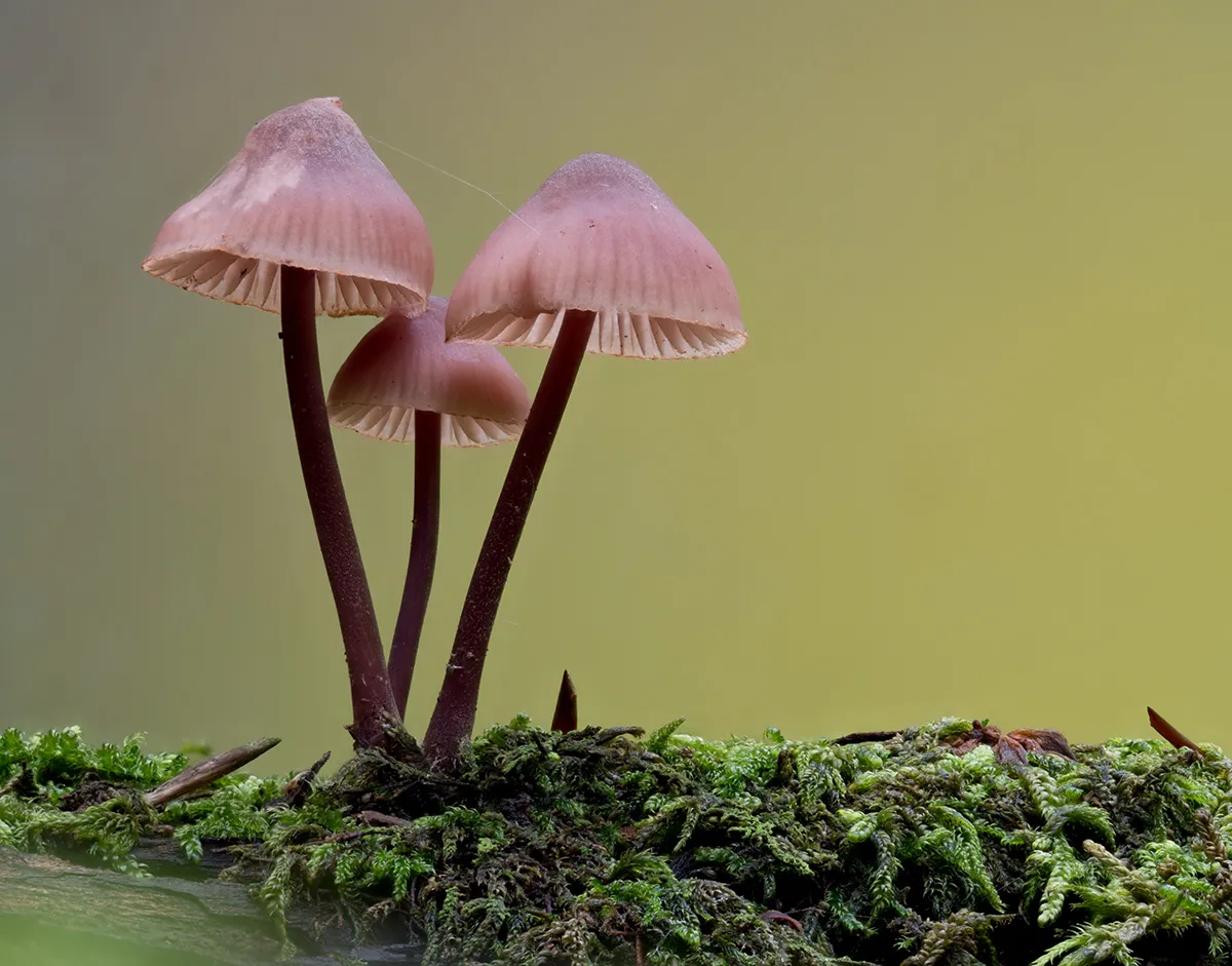 Mycena 2023 36