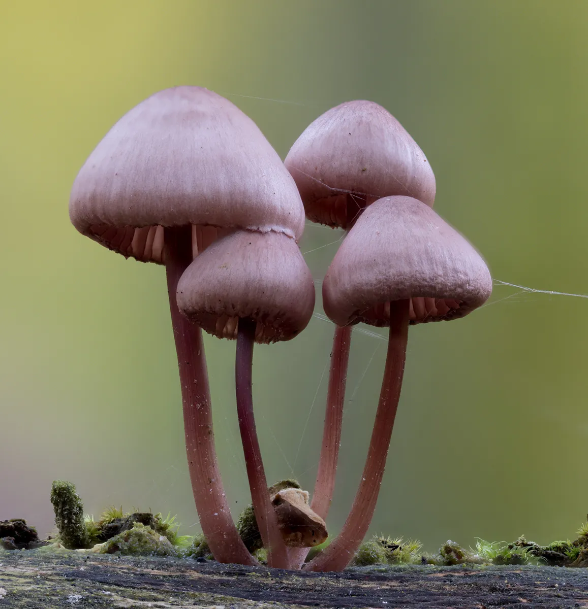Mycena 2023 37