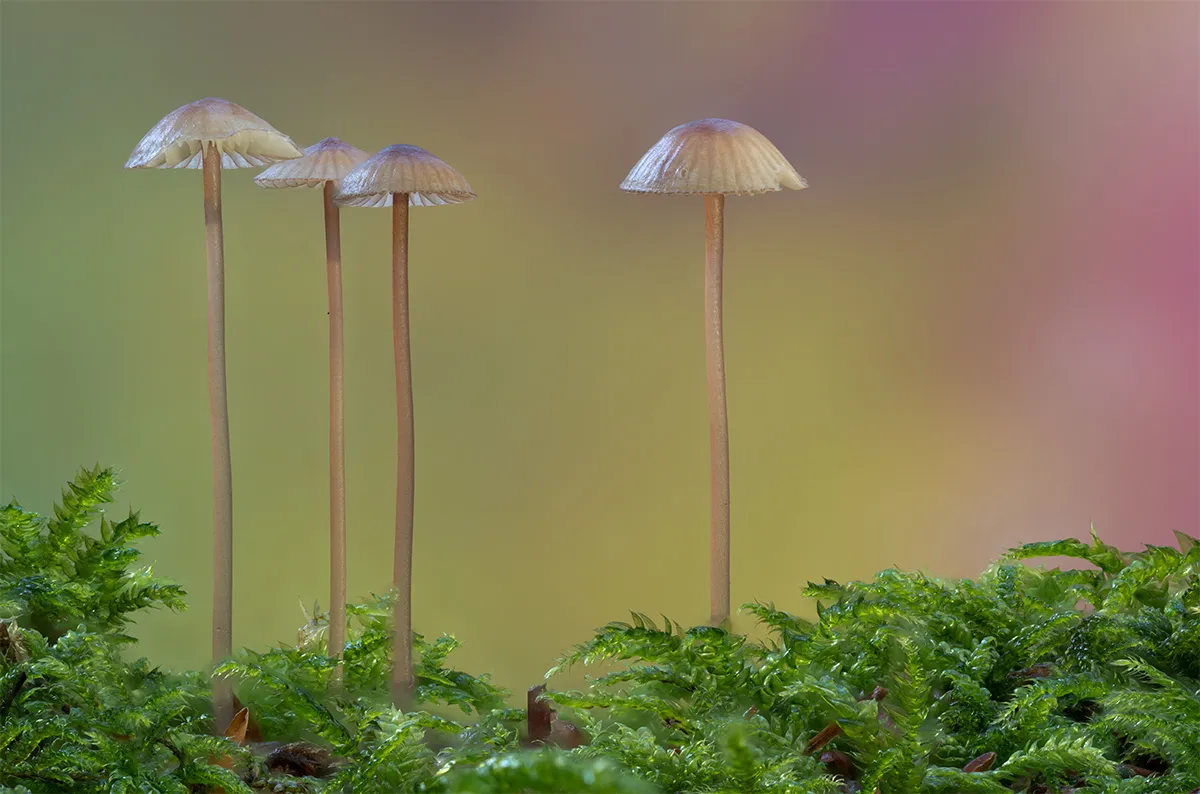 Mycena 2023 38