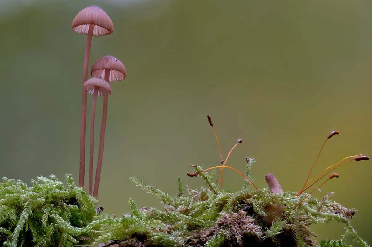 Mycena 2023 39