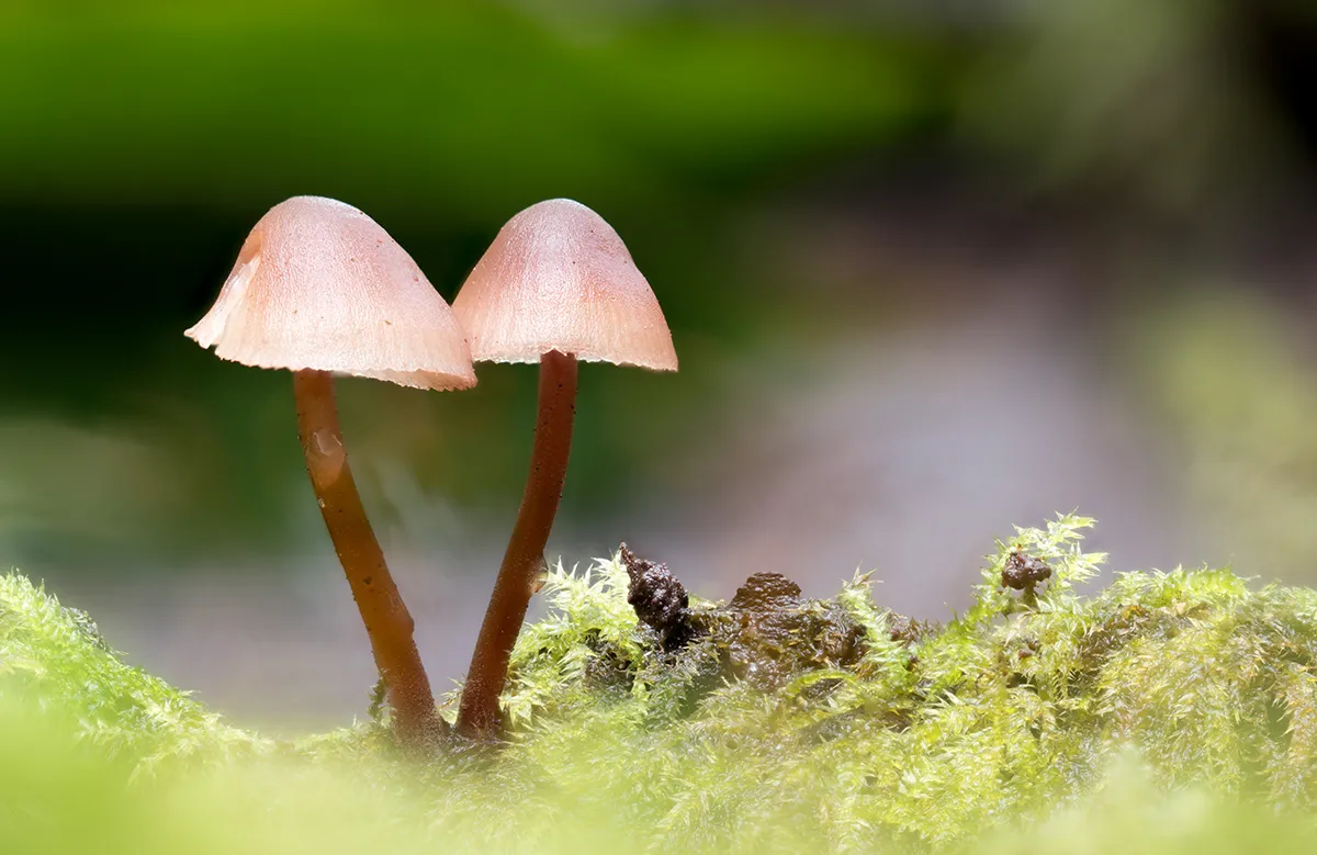 Mycena 2023 42