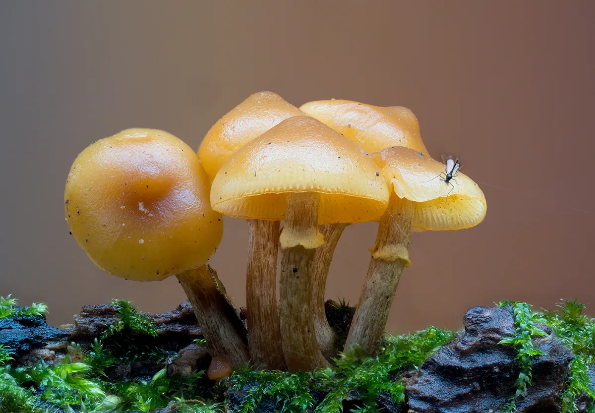 Mycena 2023 44