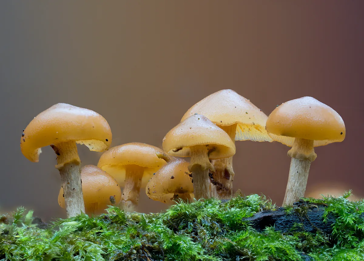 Mycena 2023 45
