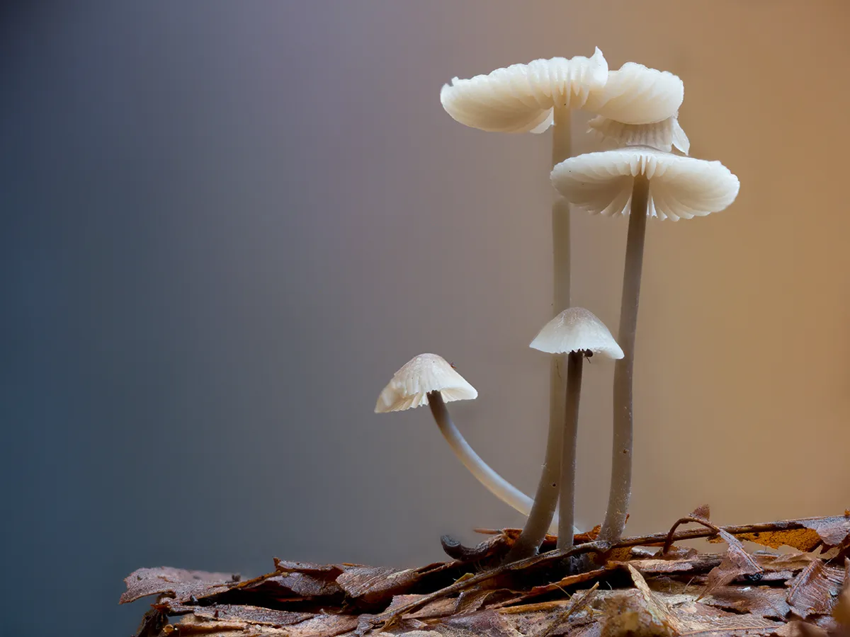 Mycena 2023 47