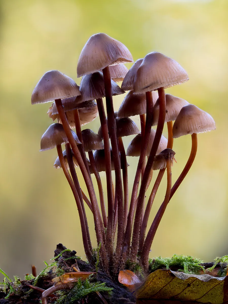 Mycena 2023 48