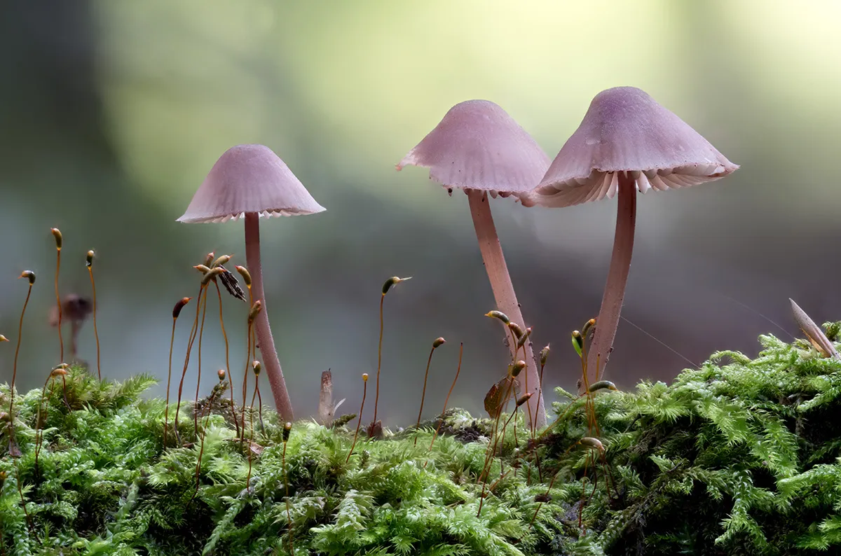 Mycena 2023 5