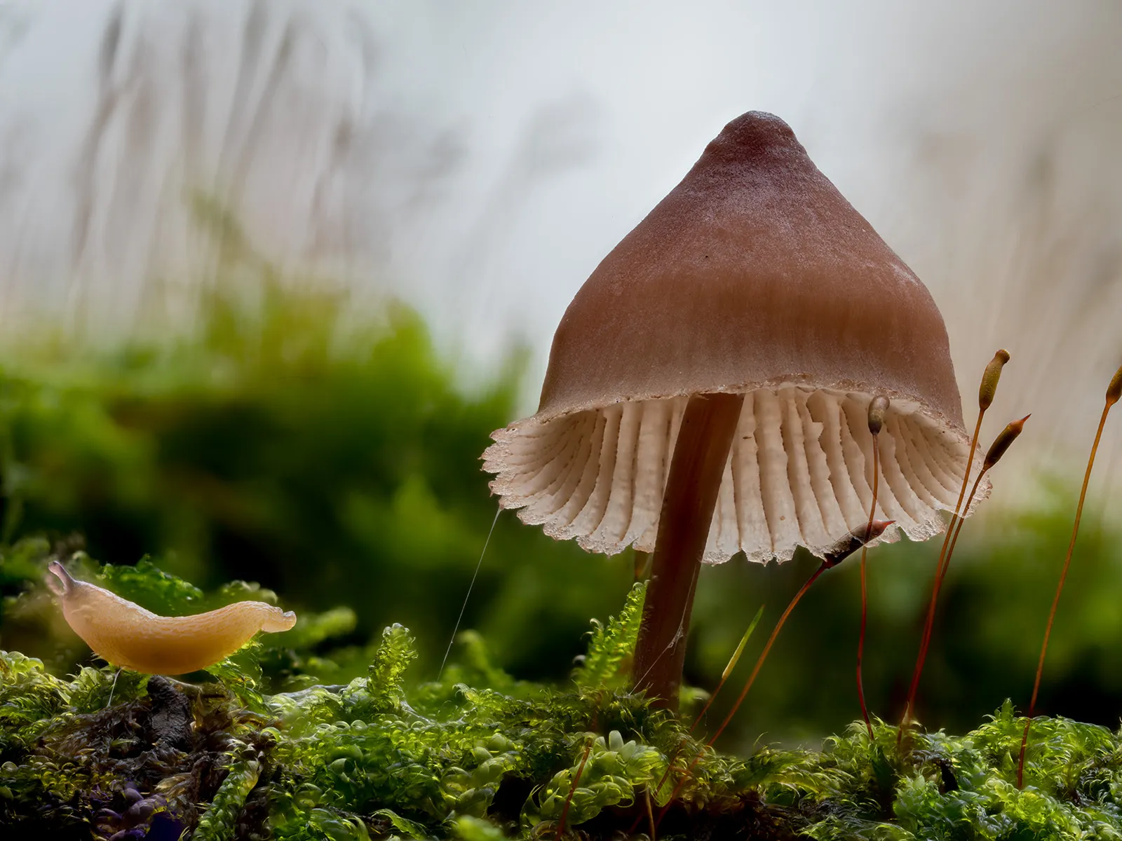 Mycena 2023 50