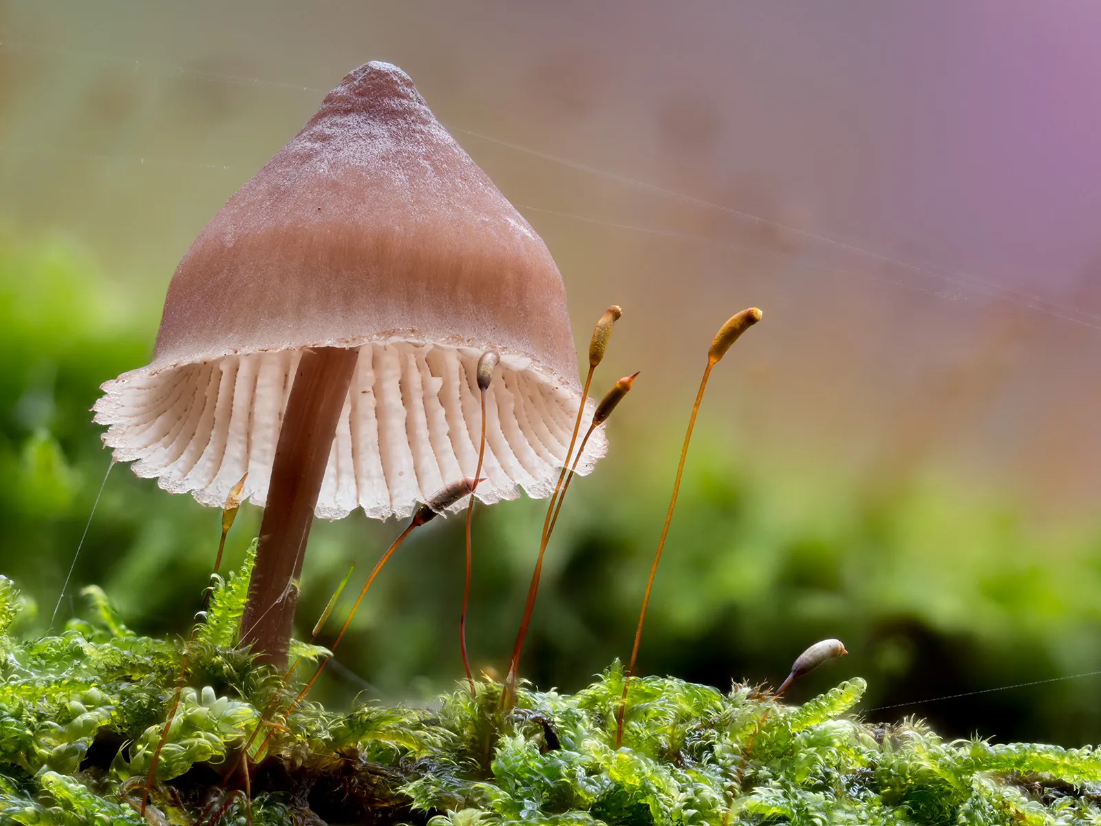Mycena 2023 51