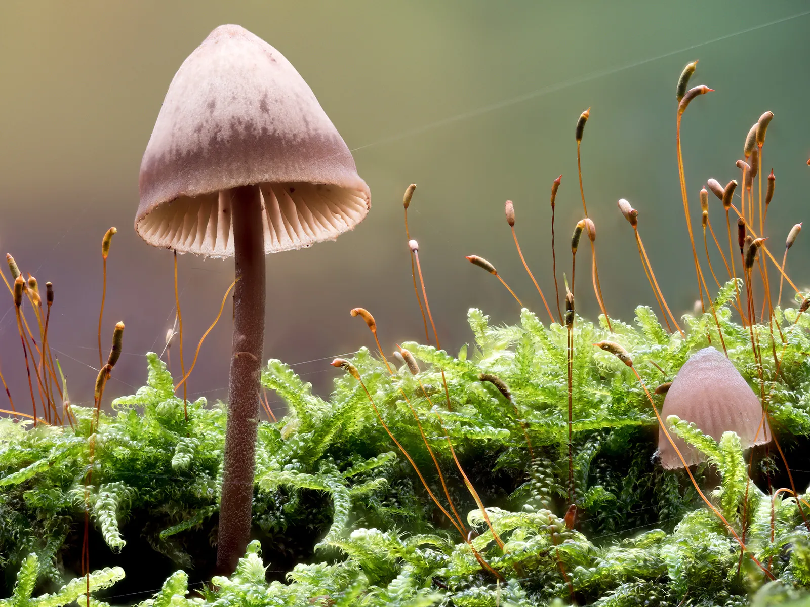 Mycena 2023 52