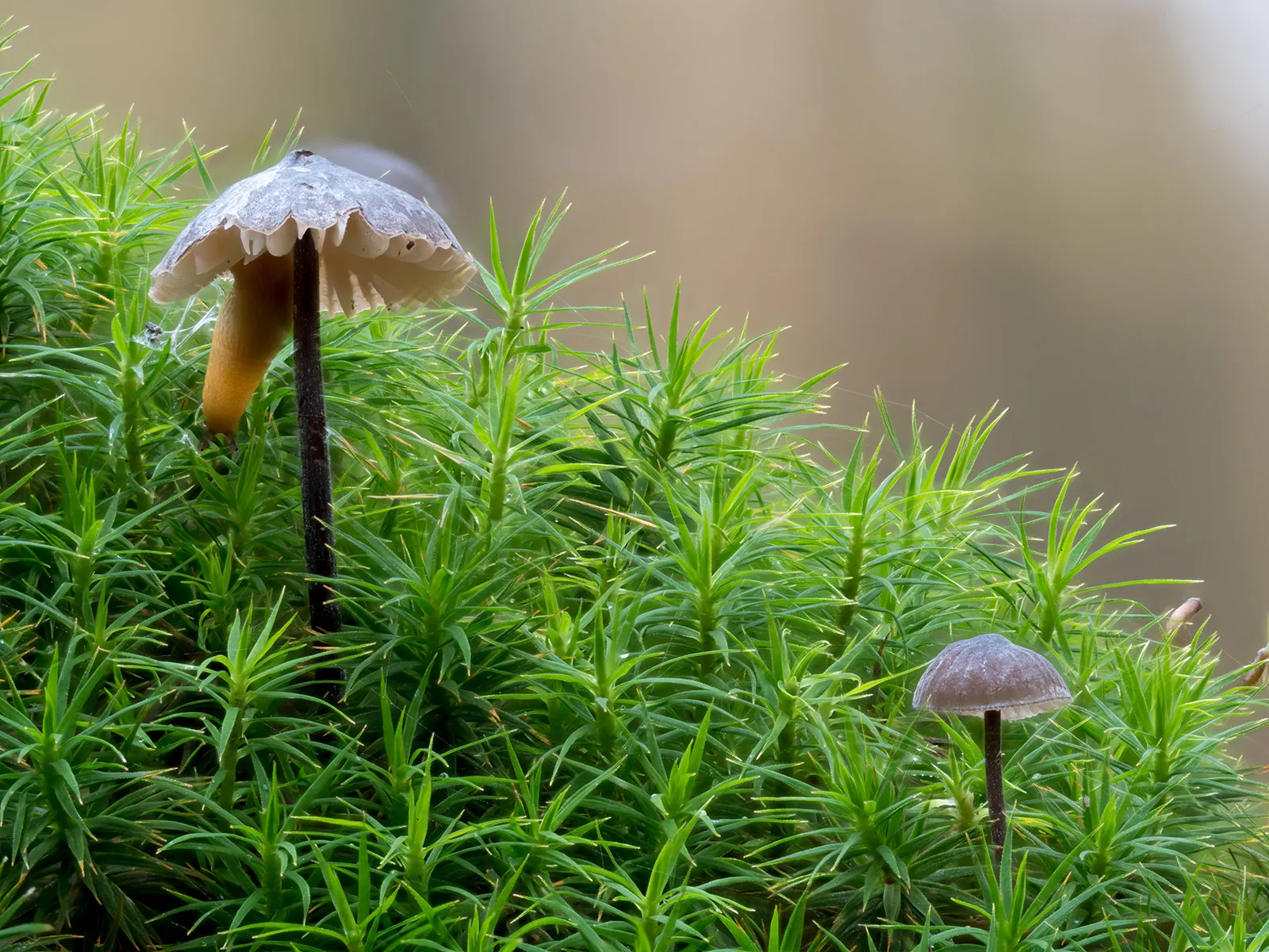 Mycena 2023 53