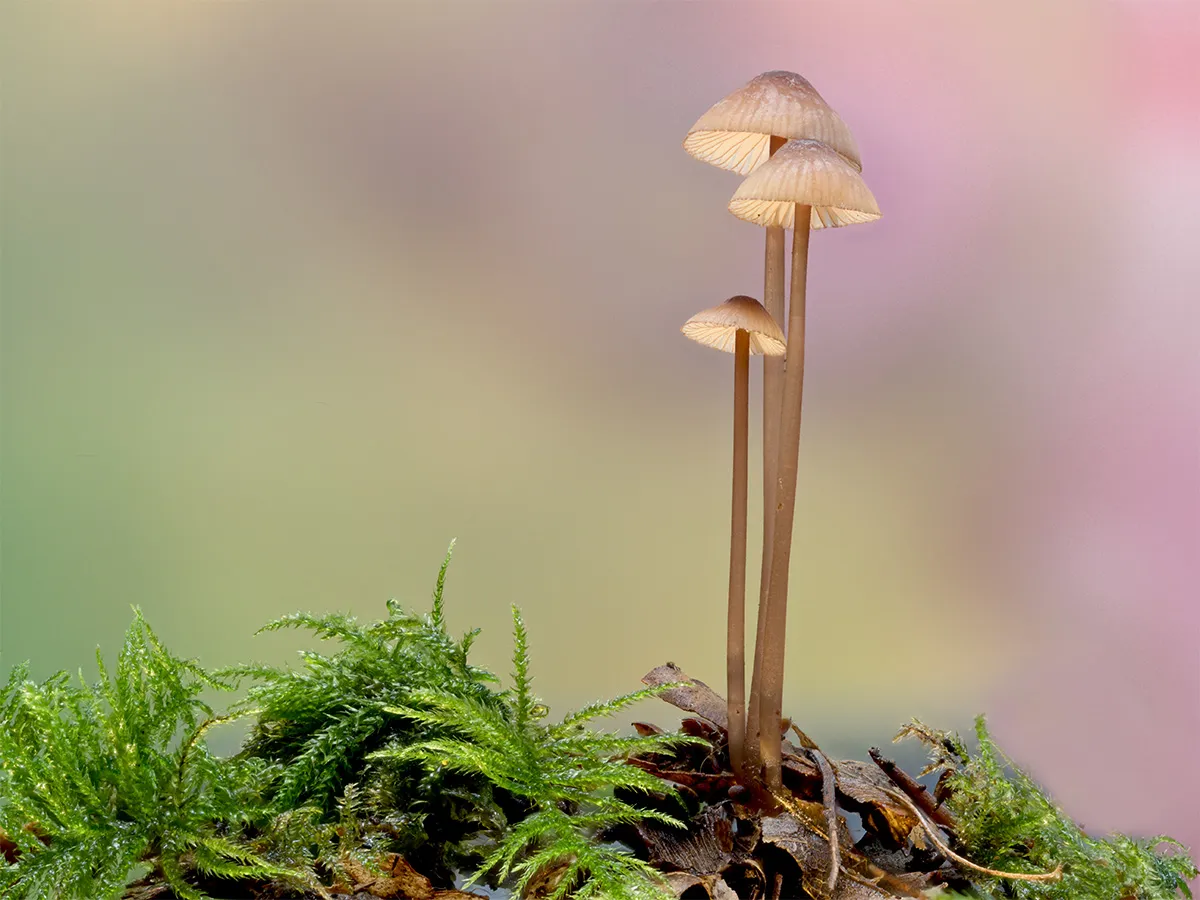 Mycena 2023 56
