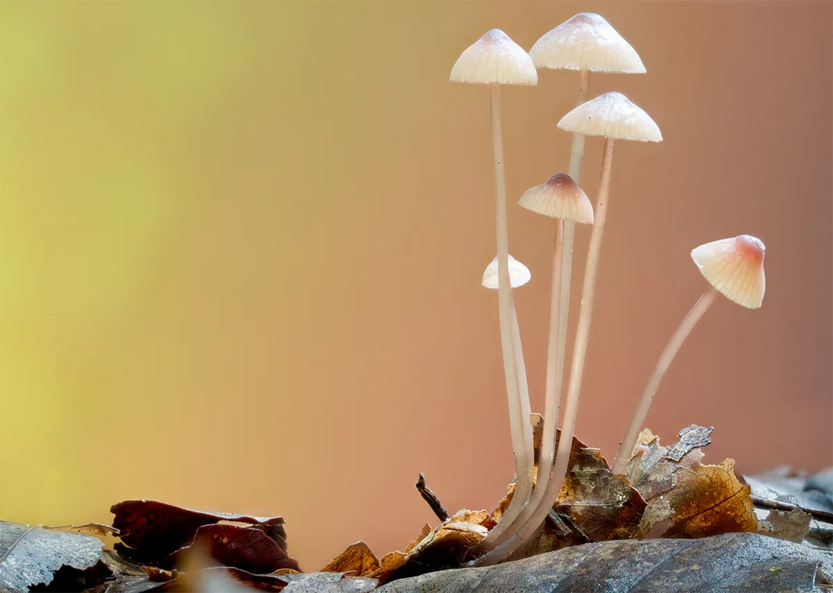 Mycena 2023 57