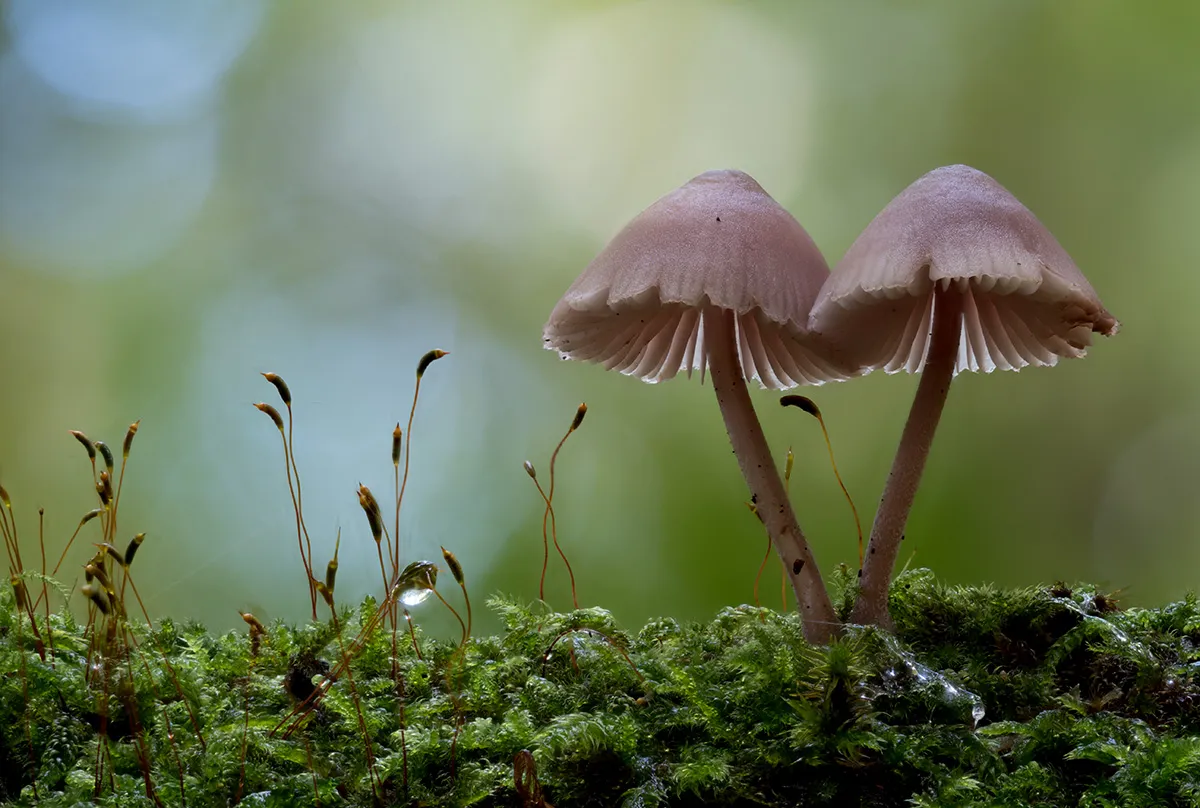 Mycena 2023 7