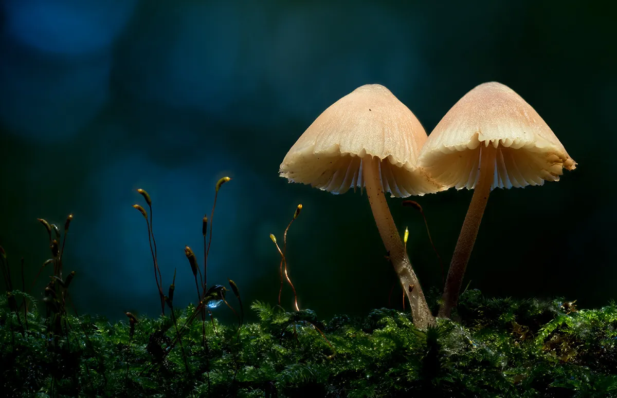 Mycena 2023 8