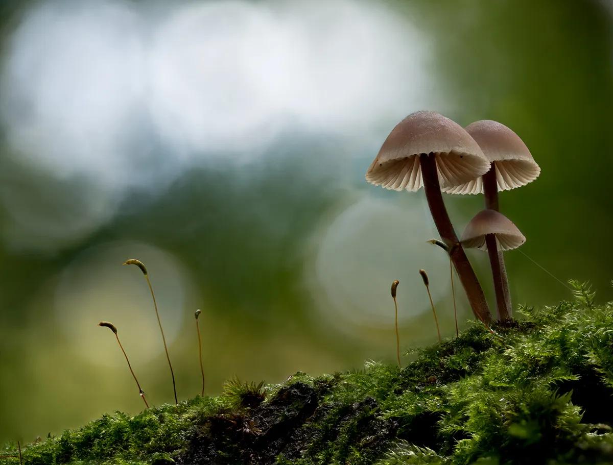 Mycena 2023 9