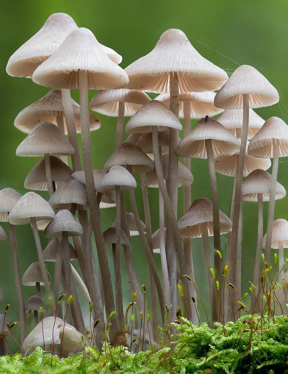 Mycena 2024 10