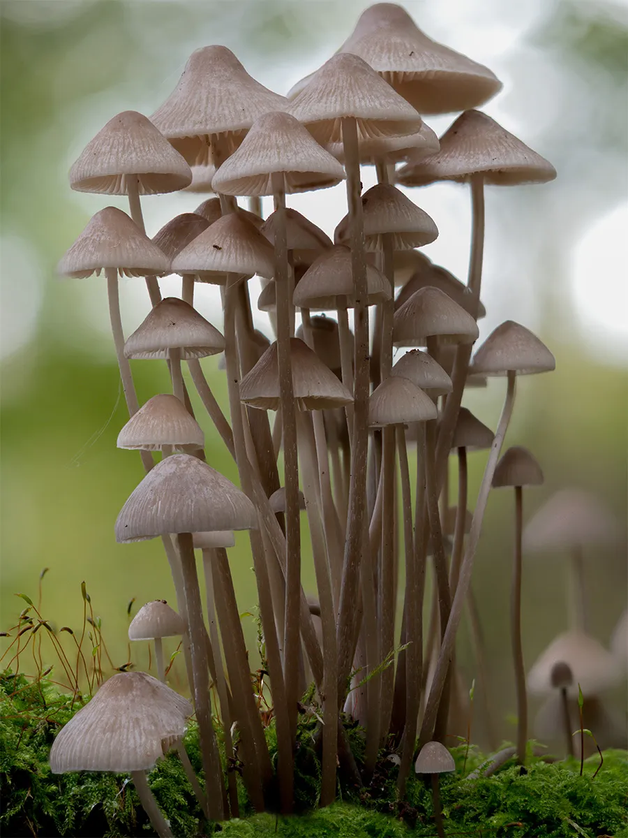 Mycena 2024 11