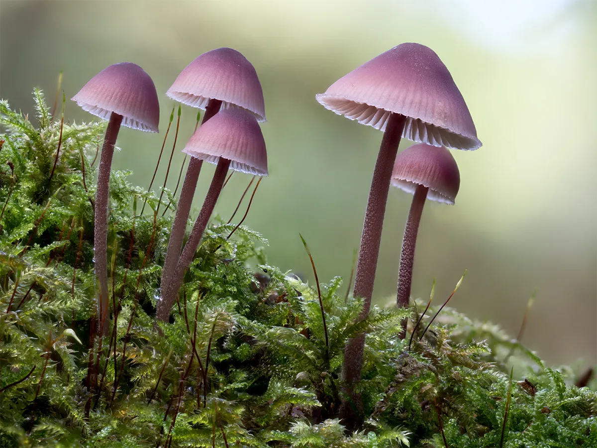 Mycena 2024 12