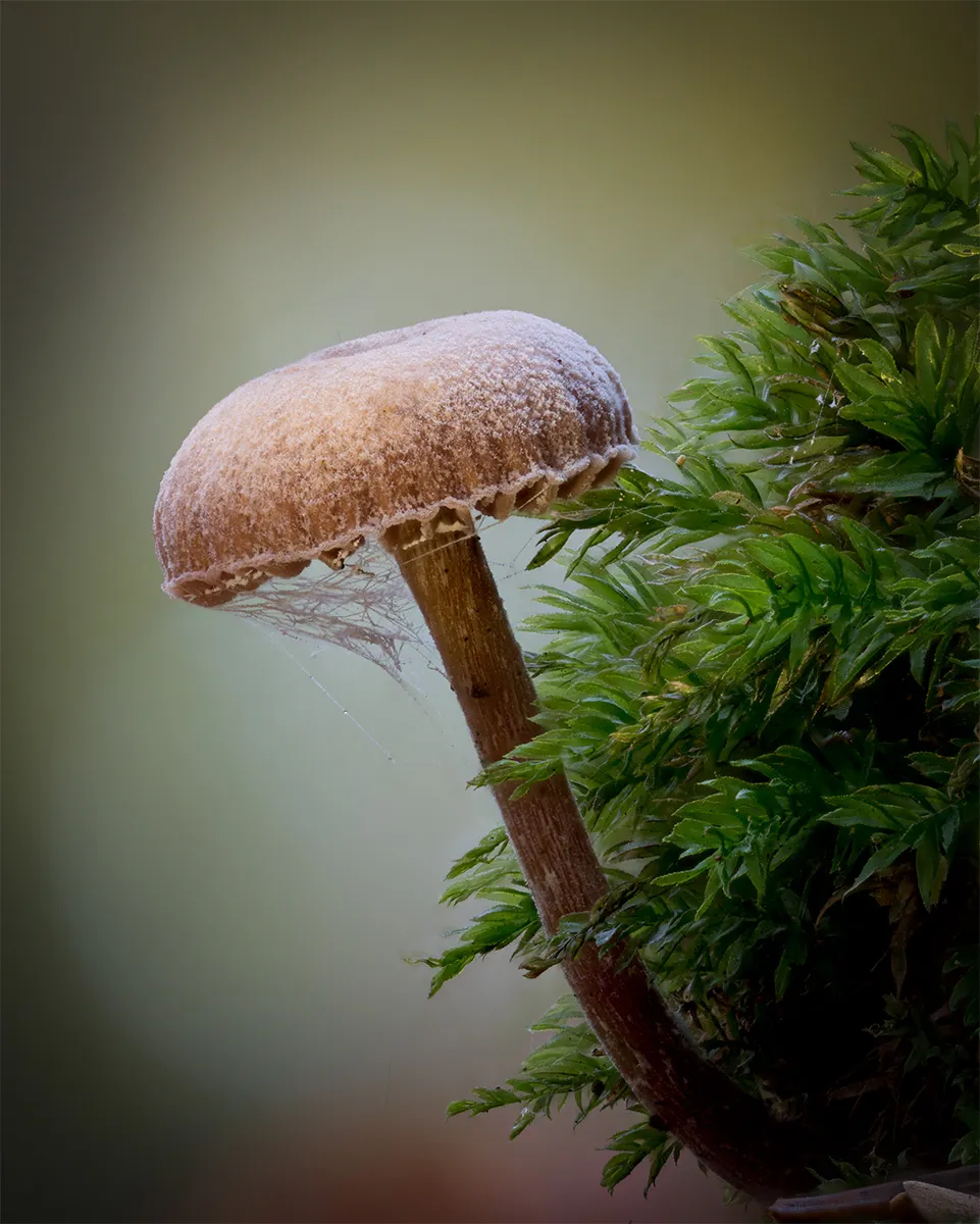 Mycena 2024 16