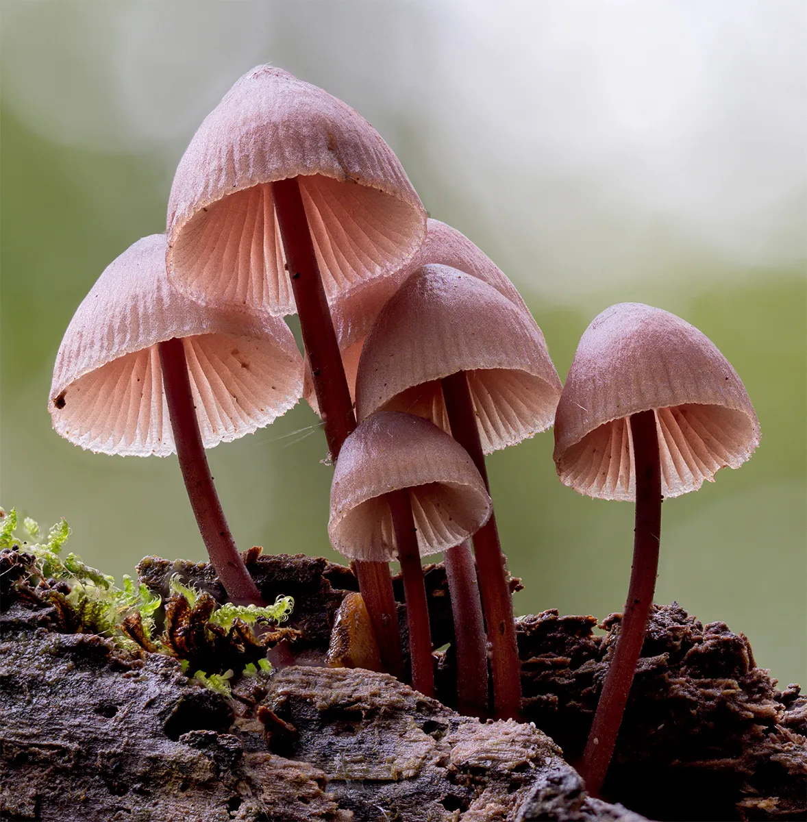 Mycena 2024 18