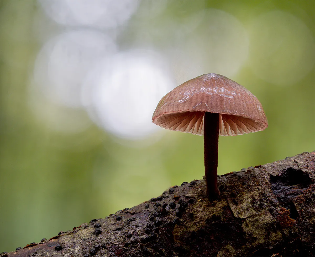 Mycena 2024 2
