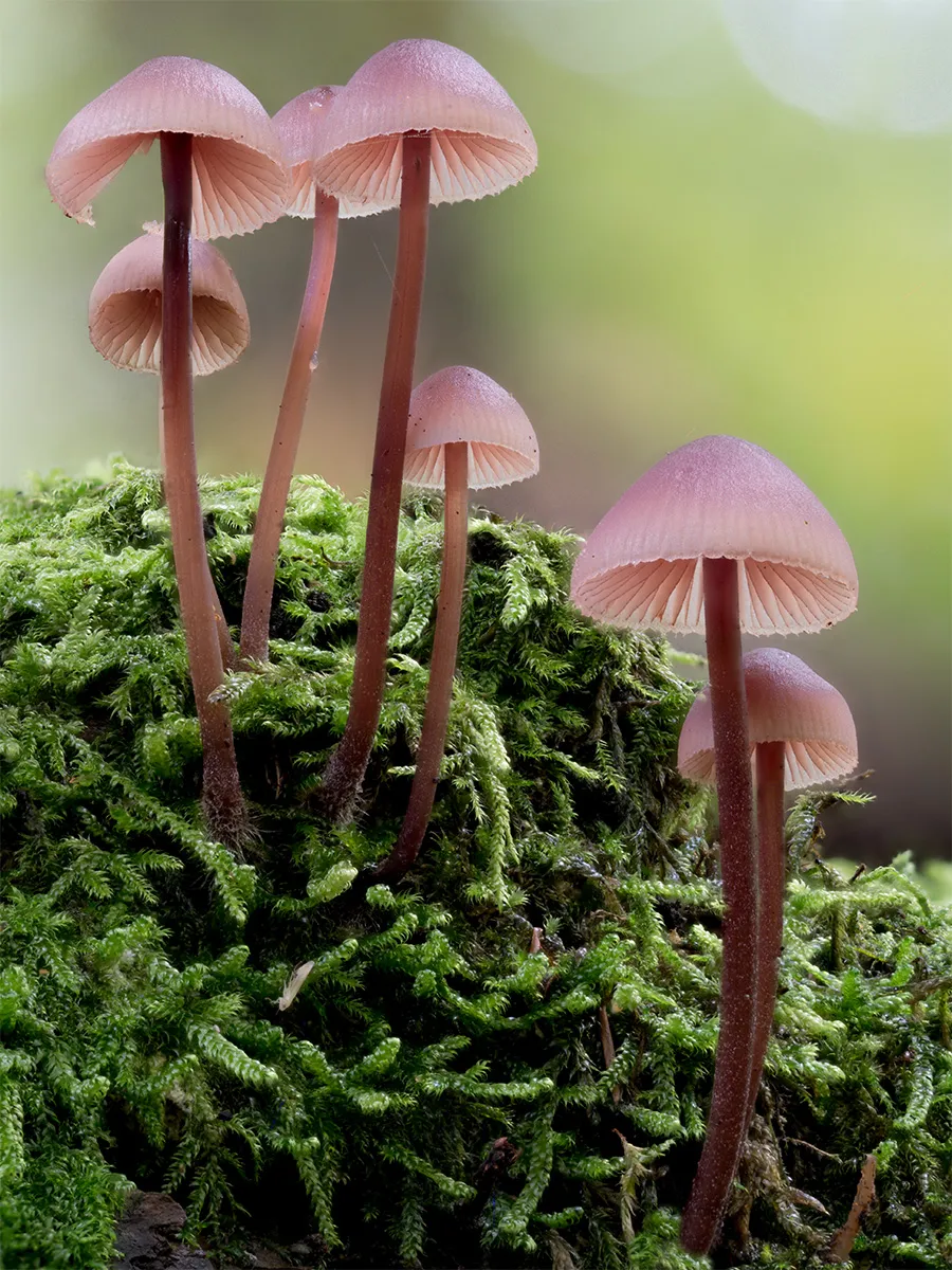 Mycena 2024 22