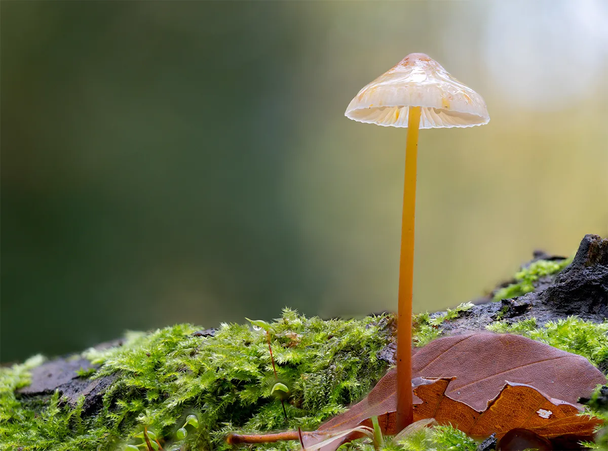 Mycena 2024 24