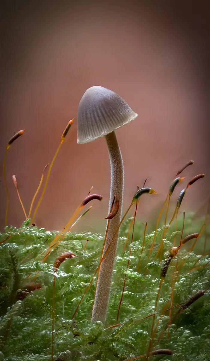 Mycena 2024 28