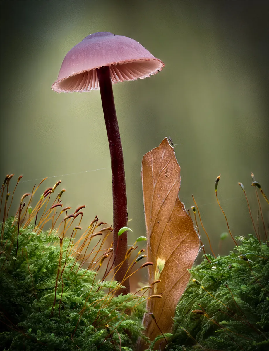 Mycena 2024 29