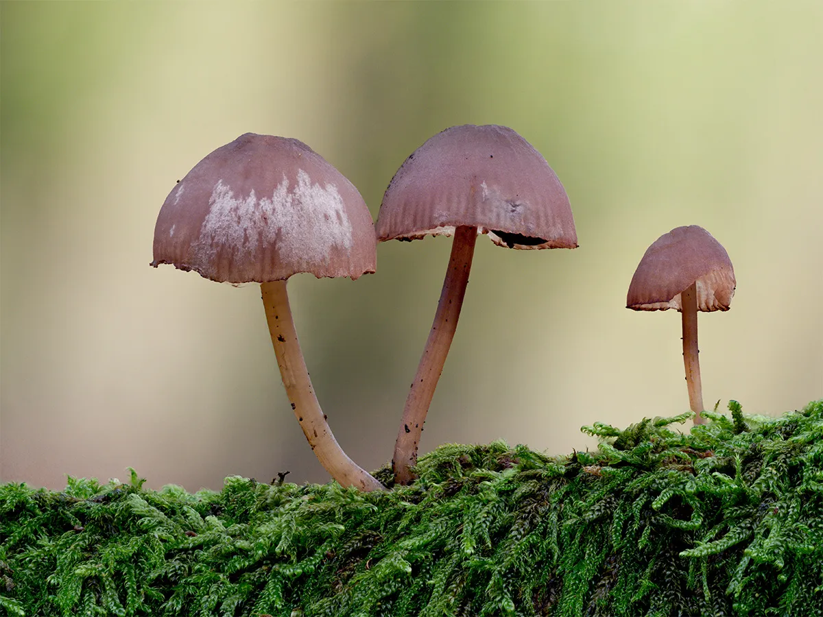 Mycena 2024 30