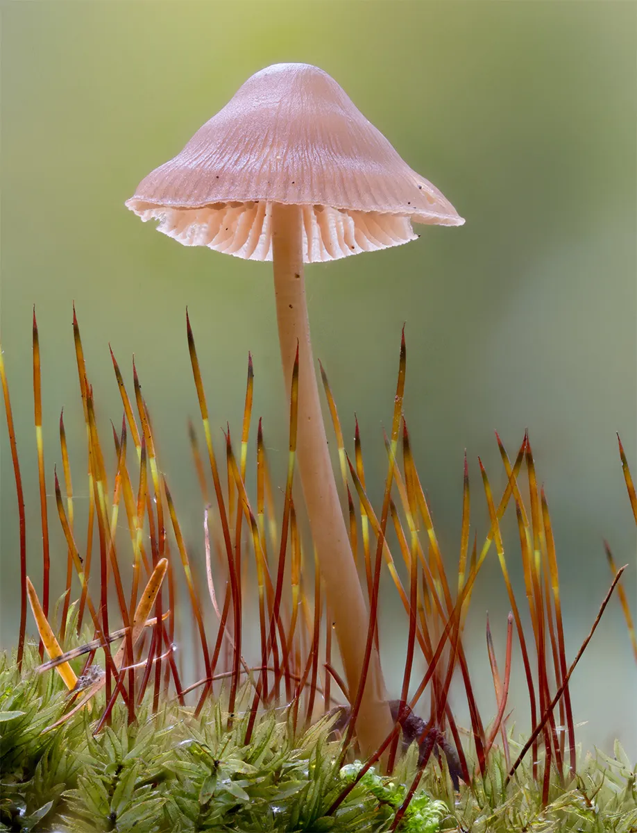 Mycena 2024 31