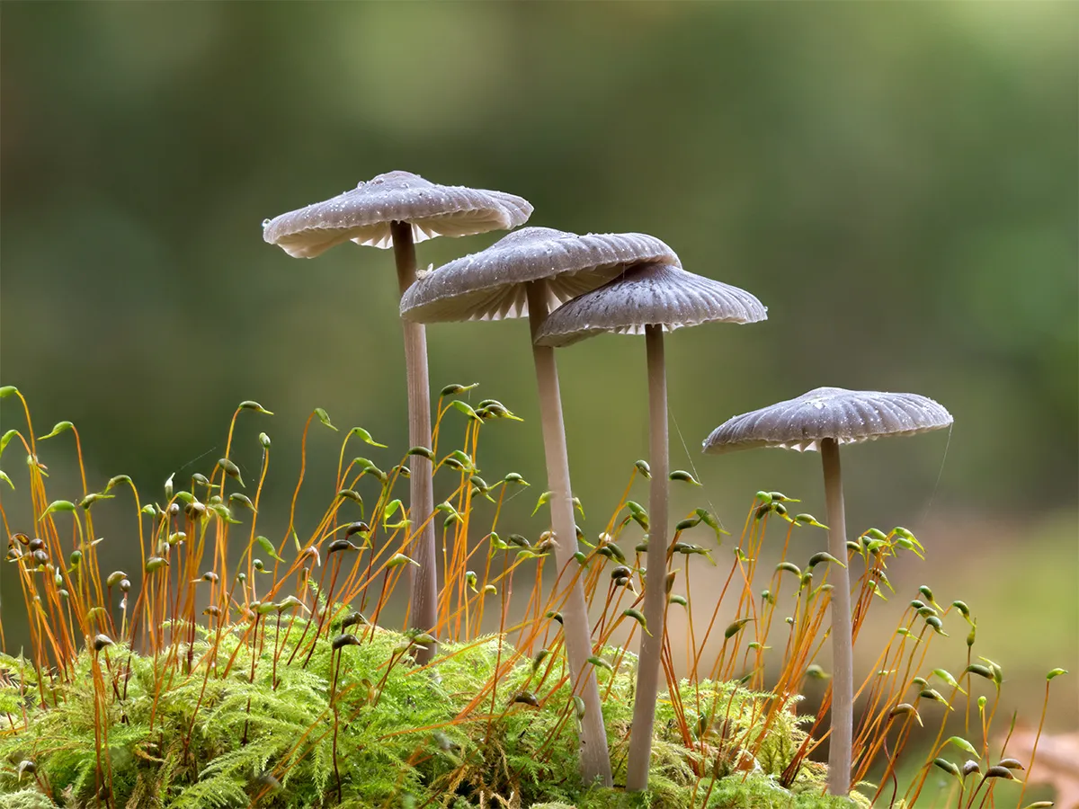 Mycena 2024 33